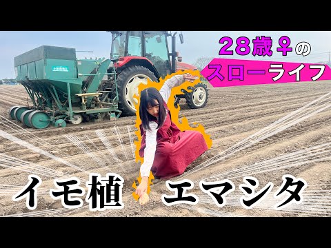 Видео: Сезон посадки картофеля в Японии завершён!