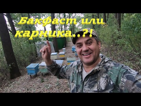 Видео: ✅ Про БАКФАСТ и КАРНИКУ что лучше..?! #ПЧЕЛОВОДСТВО5