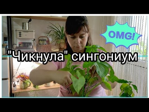 Видео: "Чикнула" Сингониум🤪 вымахала единственная Алоказия!!! Фитильный полив. Алоказия растёт без грунта!!