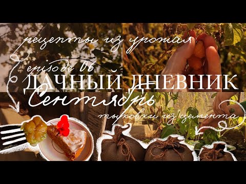 Видео: 🌱 дачный дневник 06. Сентябрь: не только огород