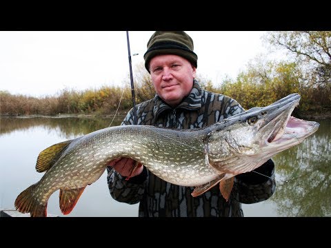 Видео: Редкая рыбалка гигантских щук и тайменей