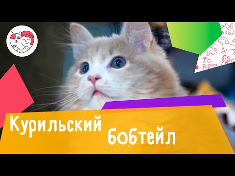 Видео: 7 необычных фактов о курильском бобтейле