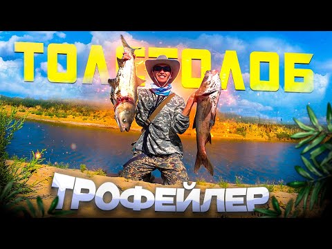 Видео: ТОЛСТОЛОБ ТРОФЕЙЛЕР !!! Рогаткамен балық аулау