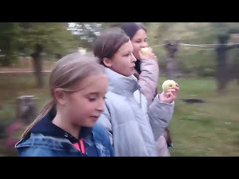 Видео: Волонтеры