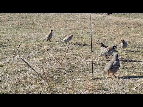 Видео: 22 марта 2025 г.