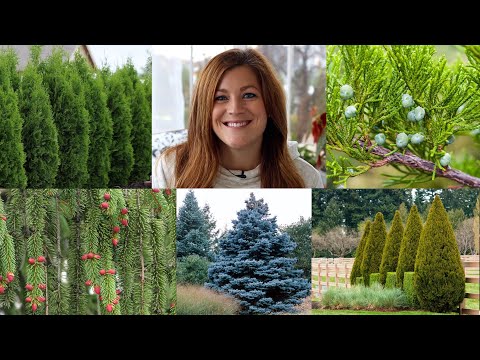 Видео: 10 вечнозелёных растений, которые должны быть в каждом саду! 🌲🌲🌲 // Garden Answer