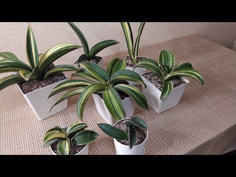 Видео: Обзор моей коллекции сансевиерии Синус.