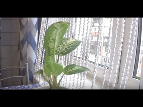 Видео: Диффенбахия. Полив и уход.