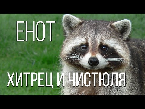 Видео: Енот-полоскун: Редкостный хитрюга | Интересные факты про енотов