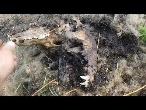 Видео: Волк в петле.