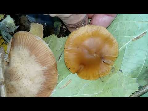 Видео: ГАЛЕРИНА ОКАЙМЛЕННАЯ.Galerina marginata.ЛОЖНООПЕНОК МОХОВОЙ.ЛОЖНООПЕНОК ДЛИННОНОГИЙ.