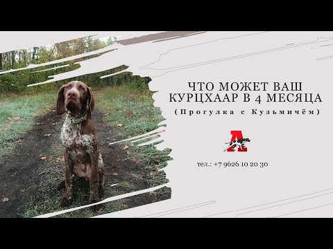 Видео: Курцхаар в 4 месяца - как выглядит прогулка.