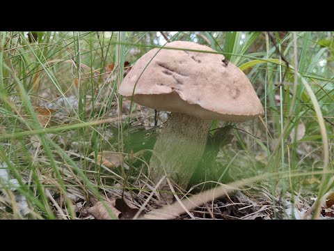 Видео: подосиновики, обабки на каждом шагу