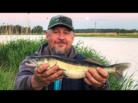 Видео: Открытие сезона по судаку. Ловля СУДАКА в Июне на донки | Fishing ZANDER | zandart cope Lielupē