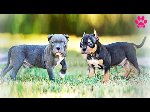 Видео: Неужели они родные братья? Ведь они такие разные! Кто больше подойдет вам?