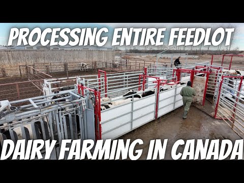 Видео: Мы никогда не пасли столько коров за один день!