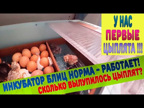 Видео: Инкубатор БЛИЦ НОРМА работает даже у новичков! У нас много цыплят! Сколько?