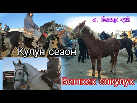 Видео: 2-Ноябрь Базарда оспурум Талаш 😱 Бишкек жылкы базар 