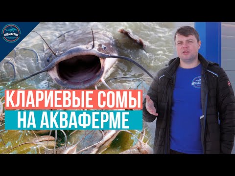 Видео: Клариевые сомы на Акваферме