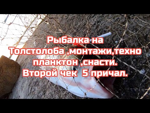 Видео: Рыбалка на  Толстолоба монтажи ,технопланктон,снасти .Второй чек 5 причал