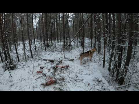 Видео: Медведь - Шатун!!! Кольский п - в. Ноябрь 2021