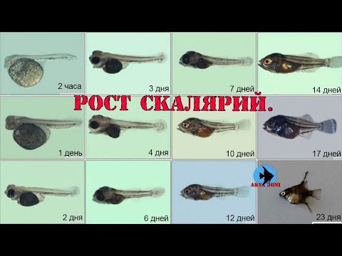 Видео: Рост скалярий.