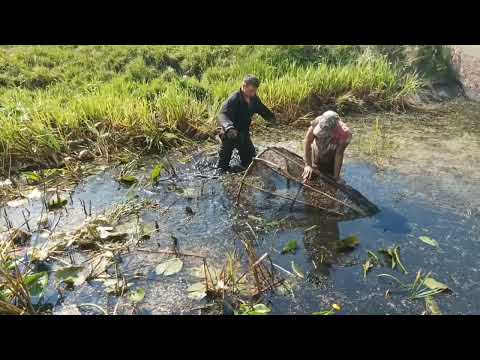 Видео: Як ловлять в‘юни на Поліссі