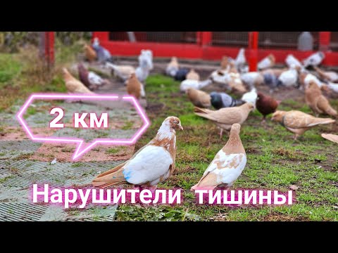 Видео: Голуби 2 км за нарушения тишины