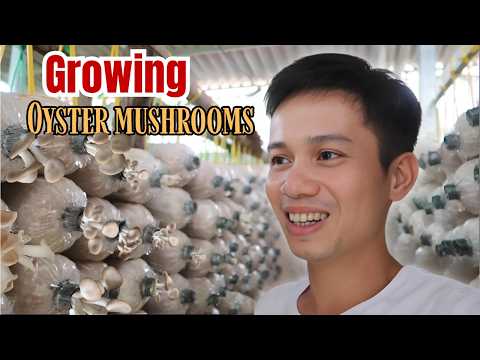 Видео: ВНУТРИ КРУПНЕЙШЕЙ ВО ВЬЕТНАМЕ ГРИБНОЙ ФЕРМЫ!