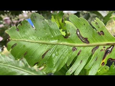 Видео: Осень. Папоротники. Продолжение. 13.10.2024