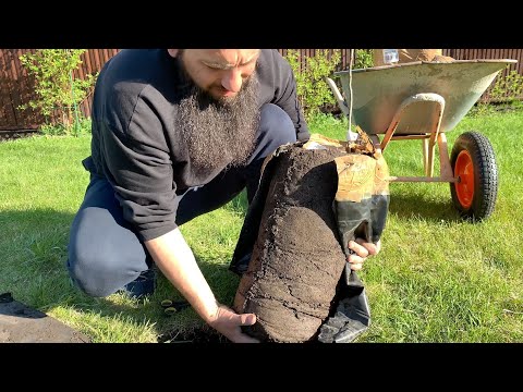 Видео: Посадка Америкаснкие сорт ГРЕЦКИЙ ОРЕХ Гикори Вешке и Гикори Дэвис трехлетки Саженцы Морозостойких