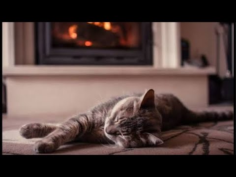 Видео: Вечернее чаепитие