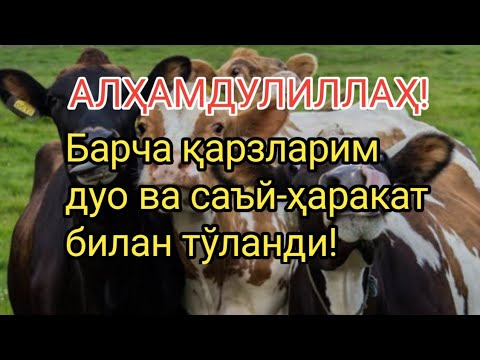 Видео: Алҳамдулиллаҳ!Барча қарзларим дуо ва саъй-ҳаракат билан тўланди!