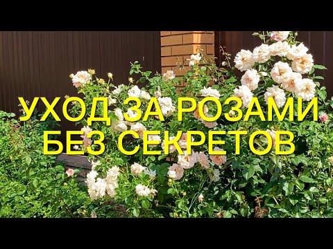 Видео: Розы обрезаны , а что дальше???Срочные работы в саду.  Как помочь розам??? Сделайте это и ….🌹🌹🌹