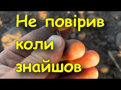 Видео: Пошук знахідок на зниклому Черняхівському поселенні. Коп монет 2025