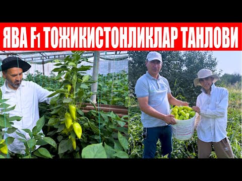 Видео: Ява F1-Серҳосил ва стандарт меваси бозорда хам яққол устунлик қилмоқда (Pepper Jawa F1-Sakata)
