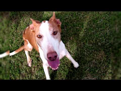 Видео: Поденко ибиценко или ивисская борзая или ибизан. Плюсы и минусы, Цена, Как выбрать, Факты, Уход