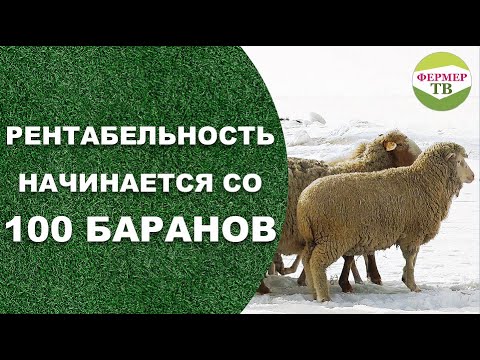 Видео: Рентабельность начинается со 100 баранов