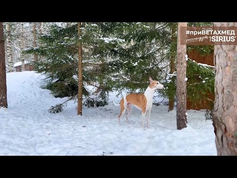 Видео: Секреты породы. Уиппет // #приВЕТАХМЕД