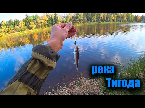 Видео: Река Тигода. Рыбалка в Ленинградской области. Спиннинг с берега.