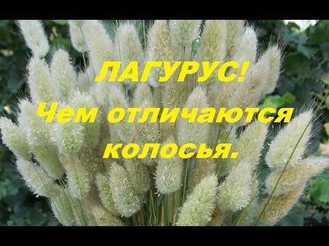 Видео: Колосья ЛАГУРУСА отличаются,если срезать в разные сроки.