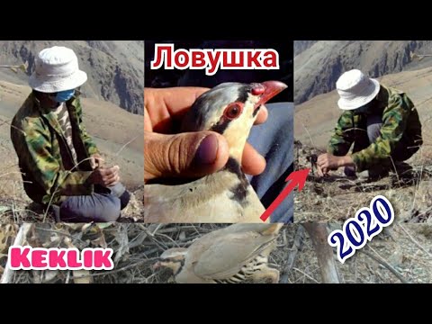 Видео: Установка Ловушка Капкан на Куропатка Кеклик в Бадахшане Памир 2020 Тарзи таер кардани Гушак мархама
