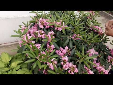 Видео: Что делать после цветения рододендронов и азалий