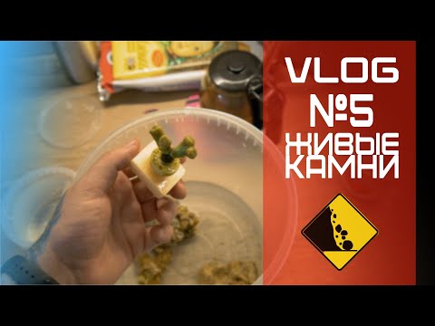 Видео: Vlog 5 живые камни