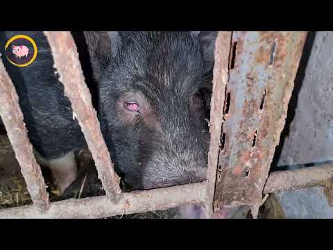 Видео: Як визначити охоту у В'єтнамських поросят