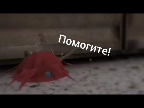 Видео: Прохождение главы ВОРУЮЩАЯ КРЫСА | Evil Nun 1.7.3