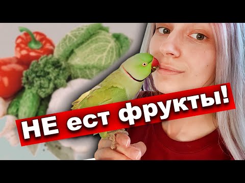 Видео: Попугай НЕ ест ОВОЩИ 🍎КАК приучить попугая есть фрукты и овощи 🌶Как научить попугая кушать сочку ч2