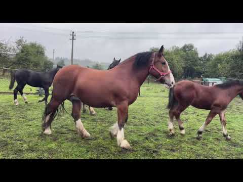 Видео: ☔️💦Володимирівські коні 🐴💦☔️