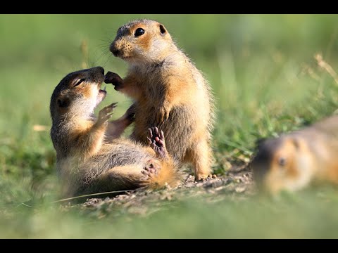 Видео: Эти забавные суслики, 4k, 60p.