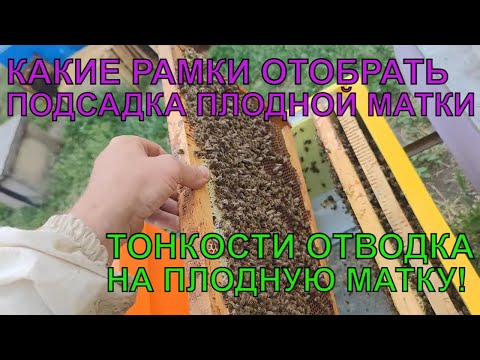 Видео: КАК СДЕЛАТЬ ОТВОДОК НА ПЛОДНУЮ МАТКУ тонкости по подсадке ПЛОДНОЙ МАТКИ осмотр молодых отводков ✅☝️🐝